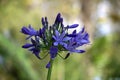 Vibrant blue and solar carnation Royalty Free Stock Photo