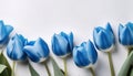 The vibrant blue tulips stand out strikingly against isolated white background, their petals gently curving and their stems rising