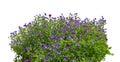 Vibrant Blue Wildflowers Isolated on White Background Royalty Free Stock Photo