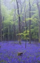 Vibrant bluebell carpet Spring forest foggy landscape Royalty Free Stock Photo