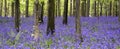 Vibrant bluebell carpet Spring forest landscape Royalty Free Stock Photo