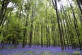 Vibrant bluebell carpet Spring forest landscape Royalty Free Stock Photo