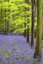 Vibrant bluebell carpet Spring forest landscape Royalty Free Stock Photo