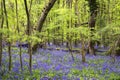 Vibrant bluebell carpet Spring forest landscape Royalty Free Stock Photo