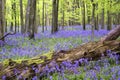 Vibrant bluebell carpet Spring forest landscape Royalty Free Stock Photo