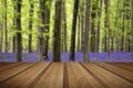 Vibrant bluebell carpet Spring forest landscape with wooden plan Royalty Free Stock Photo