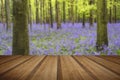 Vibrant bluebell carpet Spring forest landscape with wooden plan Royalty Free Stock Photo