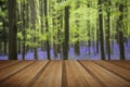 Vibrant bluebell carpet Spring forest landscape with wooden plan Royalty Free Stock Photo