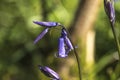 Vibrant Bluebell Flower
