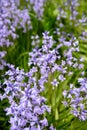 Vibrant Bluebell flowers growing in a garden on a spring day. Closeup detail of beautiful purple plants blooming in a