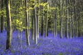 Colorful Vibrant Bluebell landscape in Spring beech tree forest