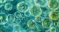 A vibrant bluegreen algae known as a spirulina clumped together in a colony under the microscope. The individual cells Royalty Free Stock Photo