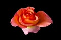 Vibrant bold orange pink yellow rose blossom with rain drops Royalty Free Stock Photo