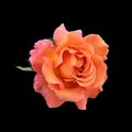 Vibrant bold orange pink yellow rose blossom with rain drops and green leaf