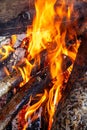 Vibrant bonfire with high, flickering red flames in night setting.