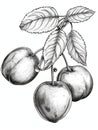 Black and white line drawing of a cluster of three ripe plums with leaves Royalty Free Stock Photo