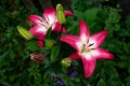 Vibrant bouquet of lilies with deep red petals and bold green leaves