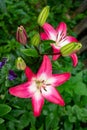 Vibrant bouquet of lilies with deep red petals and bold green leaves