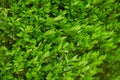 Vibrant boxwood bush texture. Light green bush texture. Green shrub in the garden for background and perspective. Royalty Free Stock Photo