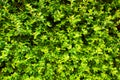 Vibrant boxwood bush texture. Light green bush texture. Green shrub in the garden for background and perspective. Royalty Free Stock Photo