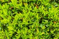 Vibrant boxwood bush texture. Light green bush texture. Green shrub in the garden for background and perspective. Royalty Free Stock Photo