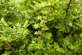 Vibrant boxwood bush texture. Light green bush texture. Green shrub in the garden for background and perspective. Royalty Free Stock Photo