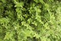 Vibrant boxwood bush texture. Light green bush texture. Green shrub in the garden for background and perspective. Royalty Free Stock Photo