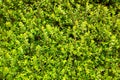 Vibrant boxwood bush texture. Light green bush texture. Green shrub in the garden for background and perspective. Royalty Free Stock Photo