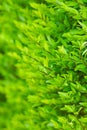 Vibrant boxwood bush texture. Light green bush texture. Green shrub in the garden for background and perspective. Royalty Free Stock Photo