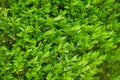 Vibrant boxwood bush texture. Light green bush texture. Green shrub in the garden for background and perspective. Royalty Free Stock Photo