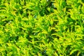 Vibrant boxwood bush texture. Light green bush texture. Green shrub in the garden for background and perspective. Royalty Free Stock Photo