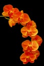 Sonata of golden orange phalaenopsis orchids Royalty Free Stock Photo