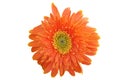 Vibrant bright orange gerbera daisy flowers blooming isolated on white background Royalty Free Stock Photo