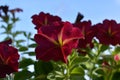 Vibrant bright petunia flowers. Closeup view