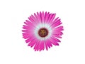 pink gerbera daisy flower blooming isolated on a white background Royalty Free Stock Photo