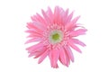 Vibrant bright pink gerbera daisy flowers blooming isolated on white background Royalty Free Stock Photo