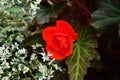 Vibrant and bright red Grapeleaf Begonia Royalty Free Stock Photo