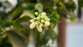 Vibrant budding flowers of Orange or Citrus fruit. Flowering citrus in winter season. New fresh buds of Lemon Royalty Free Stock Photo