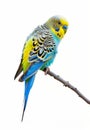 Vibrant budgerigar perched on a branch with intricate feather patterns and striking blue facial markings. Royalty Free Stock Photo