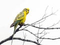 Vibrant budgerigar perched on a branch with intricate feather patterns and striking blue facial markings. Royalty Free Stock Photo
