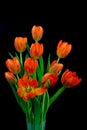 Bunch of bright red orange color tulips in vase against black background Royalty Free Stock Photo