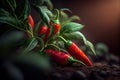 A vibrant bunch of fiery red hot chili peppers is thriving from the rich soil beneath them, displaying their fiery hue and intense