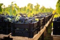 A vibrant bunch of fresh and juicy grapes sitting on a table, inviting and ready to be savored, crates of black grapes on vineyard