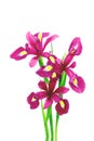 Bunch of pink iris flowers on white background