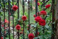 A vibrant bunch of red roses thrives on a fence, showcasing their beauty and resilience, A hidden garden full of blooming red Royalty Free Stock Photo