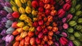 Colorful Tulips Arranged in Bunch Royalty Free Stock Photo