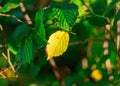 Vibrant bush with lush, healthy green leaves and a single yellow leaf