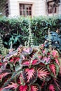 Vibrant bush of pink and red Coleus plant in a garden