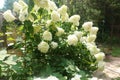 Vibrant bush with white blossoming hydrangea.