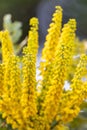 Vibrant bush of yellow Mahonia flowers on blurred background